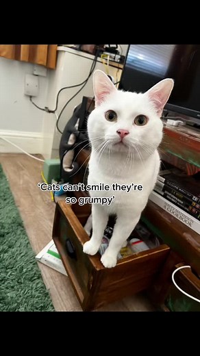 cutest boy ❤️‍🔥 #cattok #cat | cats