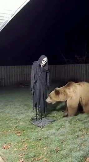 Bear Got Scared by Halloween Skeleton! 😂🐻💀 | Funniest Halloween Moment Ever 🎃