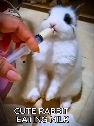 Cute Rabbit Eating Milk #rabbit