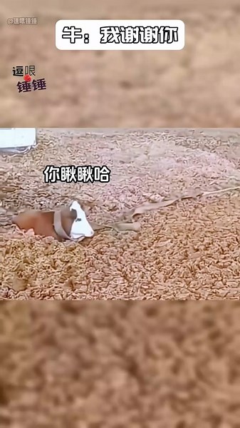 Cow: Thank You So Much