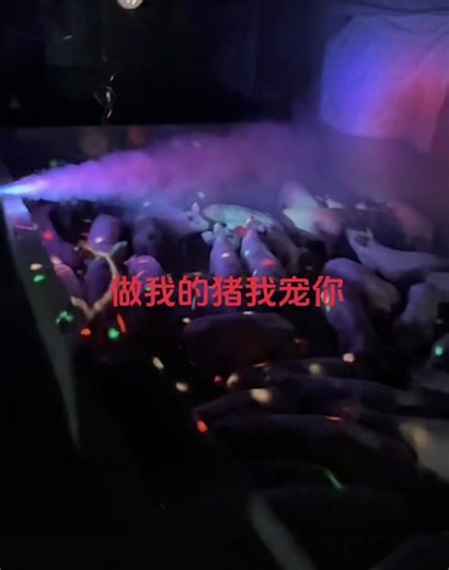 DJHappy time of piggy, stage lighting and sound