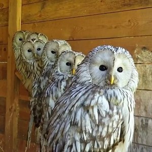 Ural Owl Family Portrait. 🎥@nika_zubra | Nature's Rich Palette