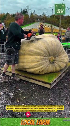 **Giant Pumpkin** 🎃✨
