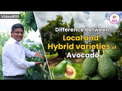 Difference Between Local and Hybrid Varieties of Avocado? || All Avocado Varieties Explained