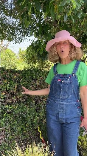 What you NEED to know before planting Ficus Repens