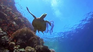 7.8K views · 448 reactions | A true adventure lies in the magical Red Sea marine life's vibrant coral reefs and shelled underwater companions just off our shoreline. Sinai Blues, Sharm El Sheikh - Luxury Diving and Water Sports #FourSeasons #FSSharmElSheikh | Four Seasons Resort Sharm El Sheikh, Egypt | Facebook