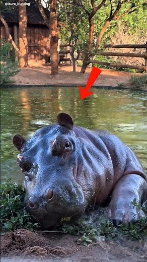 Hippos Live in Water… But Can't Swim