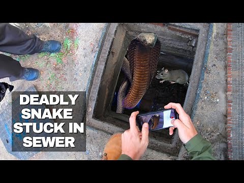 DEADLY SNAKE STUCK IN THE SEWER!