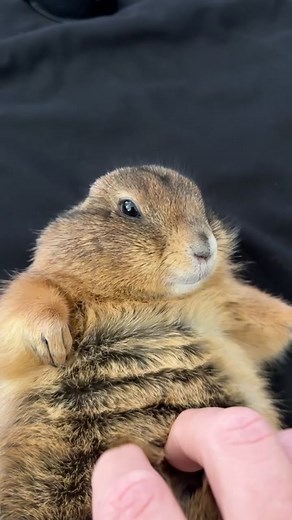 How does a prairie dog get this cute ? #prairiedog #cute #food #mood #wildlife #livingmybestlife #wildanimals #pets #animalsoftiktok #animals #wild #pet #nature #nationalgeographic #morning #hungry #chilling