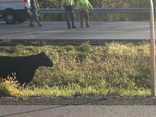 Cow causes heavy delays in both directions on I-79