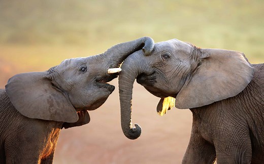 Do Elephants Truly Mourn Their Dead? Exploring Elephant Grief