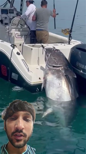 Guys are pulling a monster blue fin Tuna into their Boat #cool​ #fishing​ #boat​ #struggle​