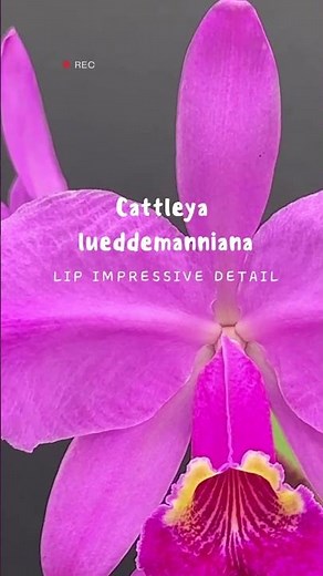 Learn to identify Cattleya lueddemanniana. Check the stripes in the lip #orchids #cattleya #flowers