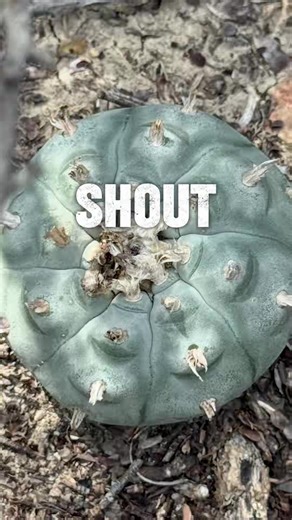 Exploring the Beauty of Peyote and Its Cultural Significance