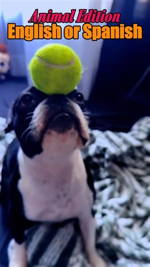 English or Spanish? Animal edition #englishorspanish #animals #funny #memes