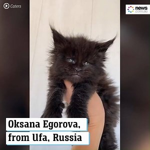 1.2K views · 2.3K reactions | These cats have human-like faces  | News.com.au | Facebook