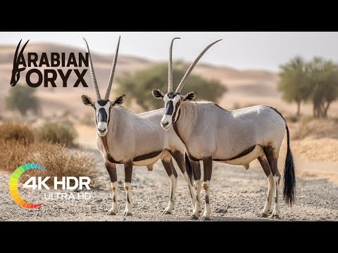 || Arabian Oryx Facts || Their Body Temperature Rises to Avoid Sweating in the Desert Heat! ||