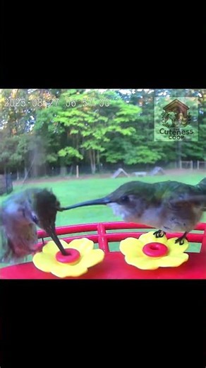 Hummingbird Feeder Drama! 😅 | #hummingbirds #birdfeedercamera #shorts