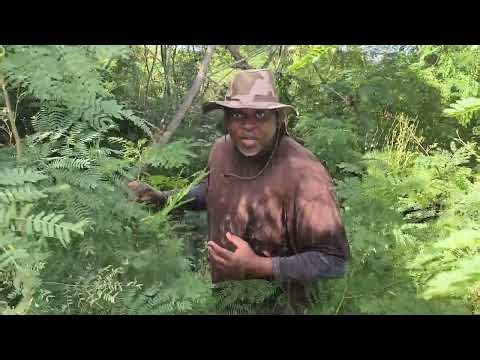 Lets Learn about Equatorial Climates