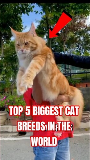 Top 5 Biggest Cat Breeds (You Wan't Believe #5!)