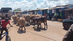 77K views · 2.8K reactions | Monze town . A town of farmers. | Bweengwa Traditions Zambia | Facebook