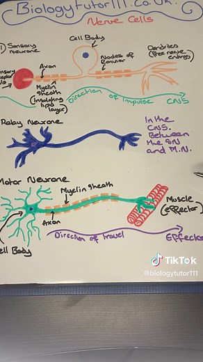GCSE Biology Exam: Understanding Nerve Cells in the Nervous System