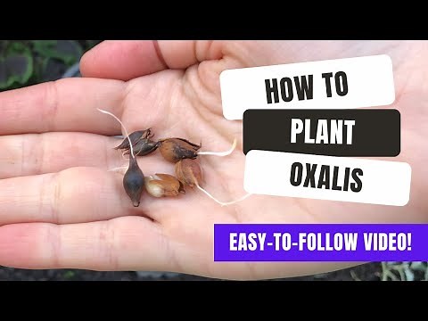 How To Plant Oxalis Bulbs In Just 2 Minutes