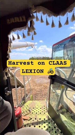 Harvest on CLAAS LEXION 🚜 | Massive wheat harvesting