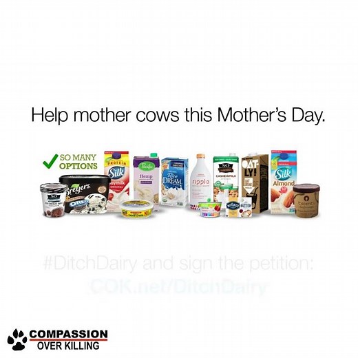 Mother Cows and Calves Separated in the Dairy Industry