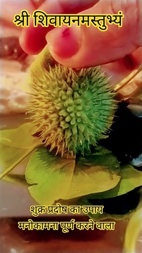 30 जनवरी शुक्र प्रदोष का उपाय मनोकामना को पूरा करने वाला श्री शिवायनमस्तुभ्यं#homeappliances