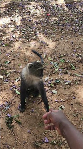 Blue monkey ?🐒 #africantravel #uncharteddestinations #wildanimals