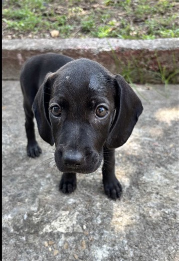 Un hogar puede cambiarlo todo 🏡🐶 Ellos ya están listos para amar 💌 Si deseas adoptar, escríbenos. 🤍 También recibimos donaciones y aportes para seguir cuidándolos. #adopcionresponsable #cachorro #fyp #fyppppppppppppppppppppppp #perritos