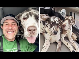 These massive Great Danes fit perfectly into our lives...