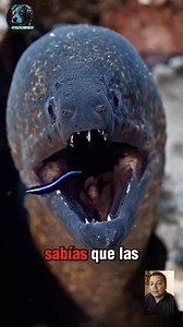 367K views · 2.6K reactions | Este pez tiene dos bocas como un alien (anguila morena) #reelsfypシ゚ #viralvideoreelsfb #viral #viralreelsシ #videosgraciosos | Yotelocomparto | Facebook