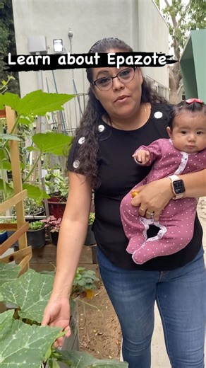 Growing Hope Gardens on Instagram: "The epazote plant is a leafy annual or short-lived perennial plant that can reach 4 feet in height. Its dark green, long, slender, jagged leaves end in a point. The flowers are green and very small; they produce thousands of tiny seeds. As an herb, it is suitable for gluten-free, vegan, vegetarian, and paleo @communitycorpsm #vegan #organicgardening #urbangarden #gardener #healthyfood #foodjustice #urbanagriculture"