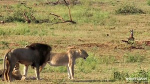 489K views · 7.4K reactions | These two Kruger Gomondwane males are following the females but the girls are not in the mood 藍. | Nombekana Safaris and Wildlife Photography | Facebook
