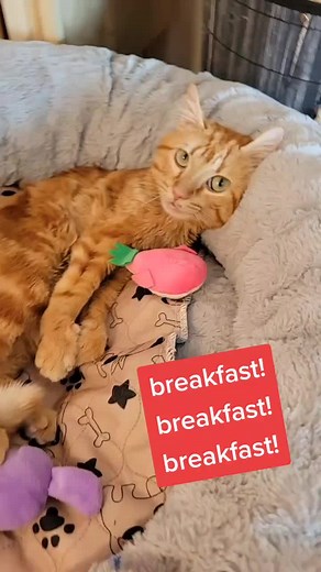Breakfast Time with Butters the Cat!