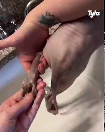 This sphynx cat loves a pamper 🐱🫧 | Tyla