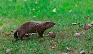 How To Get Rid Of Groundhogs Before They Destroy Your Garden