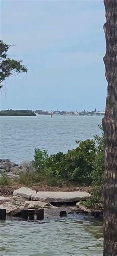 Dolphin Day in Dunedin Fl