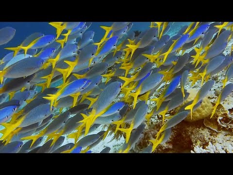The fish in our oceans are filled with drugs, new study says