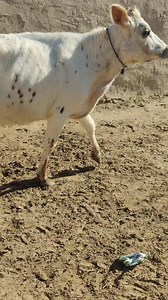 Reehan Dairy Vlogs Reehan bachri farm 03097256500 | Reehan bachri farm