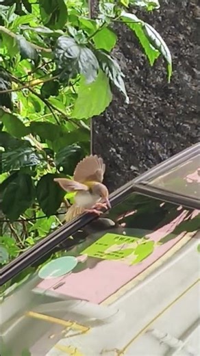 sparrow scating on car glass #birds#shorts