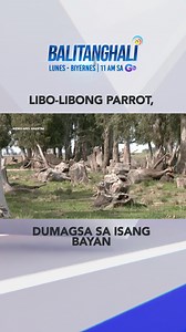 144K views · 1.5K reactions | Libo-libong parrot, dumagsa sa isang bayan dahil sa pagkakalbo ng gubat #shorts | Balitanghali | GMA News | Facebook