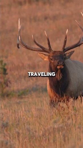 Killer Whales Eat Moose The Shocking Truth About Their Diet #wildlife #nature