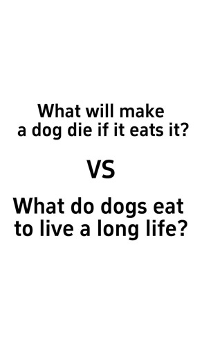 Pet Balloon on TikTok