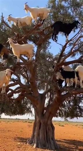 Desert Goats' Secret Tree-Climbing Skills #wildlife #animals #tree