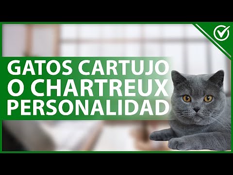 🐈 CHARTREUX CATS: Characteristics, personality and care 😽🐈