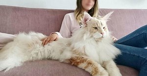 Owner Shares Pictures Of Her Incredibly Large And Majestic Maine Coon Cat
