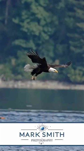 This Eagle Nailed It - A Textbook Example of Why They Are Apex Predators of the Sky